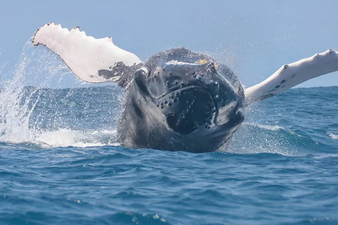 Humpback whale, photo by Conor Ryan